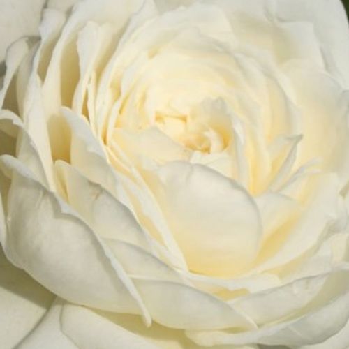 Rosa  Alaska® - róża z dyskretnym zapachem - Róże pienne - z kwiatami bukietowymi - biały  - W. Kordes & Sons - korona zwisająca - -